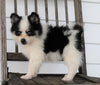 Pomsky For Sale Wooster, OH Male- Kody