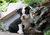 AKC Registered Boston Terrier For Sale Wooster, OH Female- Sadie
