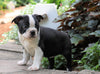 AKC Registered Boston Terrier For Sale Wooster, OH Female- Sally