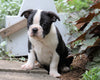 AKC Registered Boston Terrier For Sale Wooster, OH Female- Sally