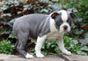 AKC Registered Boston Terrier For Sale Wooster, OH Female- Stella