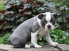 AKC Registered Boston Terrier For Sale Wooster, OH Female- Stella