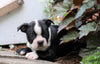 AKC Registered Boston Terrier For Sale Wooster, OH Female- Candice