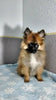 Pomeranian Puppy For Sale Fredericksburg OH Male Cody