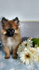 Pomeranian Puppy For Sale Fredericksburg OH Male Cody