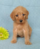 F1B Mini Labradoodle For Sale Millersburg, OH Male- Munchkin