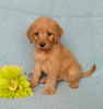 F1B Mini Labradoodle For Sale Millersburg, OH Male- Munchkin