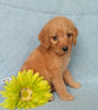 F1B Mini Labradoodle For Sale Millersburg, OH Male- Munchkin