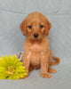 F1B Mini Labradoodle For Sale Millersburg, OH Male- Munchkin