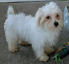 Maltese For Sale Millersburg OH Male-Charlie
