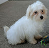 Maltese For Sale Millersburg OH Male-Charlie