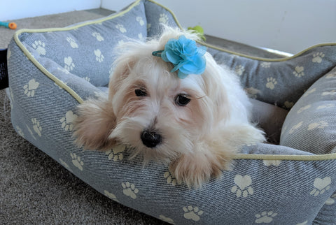 ACA Registered Maltese For Sale Millersburg, OH Male- Max