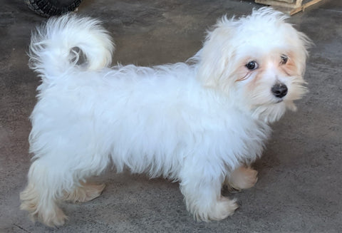 Maltese For Sale Millersburg OH Male-Charlie