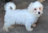 Maltese For Sale Millersburg OH Male-Charlie