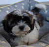 Shih Tzu For Sale Millersburg OH Male -Jaxon