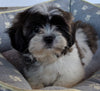 Shih Tzu For Sale Millersburg OH Male -Jaxon