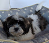 Shih Tzu For Sale Millersburg OH Male -Jaxon