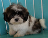 Shih Tzu For Sale Millersburg OH Male -Jaxon