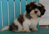 Shih Tzu For Sale Millersburg OH Male -Jaxon