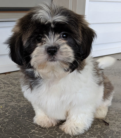 Shih Tzu For Sale Millersburg OH Male -Jaxon