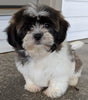 Shih Tzu For Sale Millersburg OH Male -Jaxon