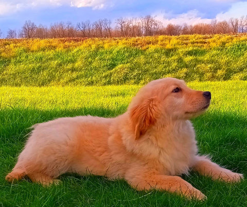 AKC Registered Golden Retriever For Sale Fredericksburg, OH Male- Rusty