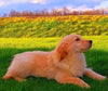 AKC Registered Golden Retriever For Sale Fredericksburg, OH Male- Rusty