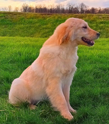 AKC Registered Golden Retriever For Sale Fredericksburg, OH Female-Brittany
