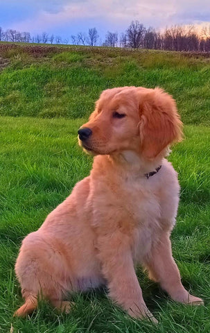 AKC Registered Golden Retriever For Sale Fredericksburg, OH Female- Cindy