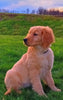 AKC Registered Golden Retriever For Sale Fredericksburg, OH Female- Cindy