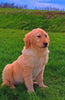 AKC Registered Golden Retriever For Sale Fredericksburg, OH Female- Betsy