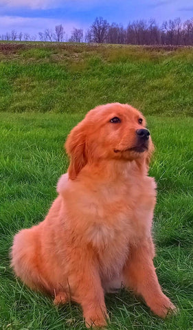 AKC Registered Golden Retriever For Sale Fredericksburg, OH Female- Molly