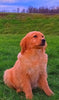 AKC Registered Golden Retriever For Sale Fredericksburg, OH Female- Molly