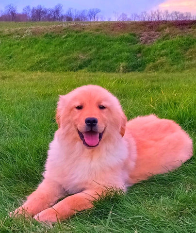 AKC Golden Retreiver For Sale Fredricksburg OH Female-Julia