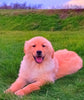 AKC Golden Retreiver For Sale Fredricksburg OH Female-Julia