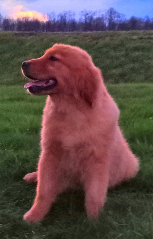 AkC Registered Golden Retreiver For Sale Fredricksburg OH Female-Judy