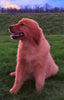 AkC Registered Golden Retreiver For Sale Fredricksburg OH Female-Judy