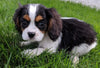 ACA Registered Cavalier King Charles Spaniel For Sale Millersburg OH Female - Calli