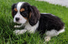 ACA Registered Cavalier King Charles Spaniel For Sale Millersburg OH Female - Calli