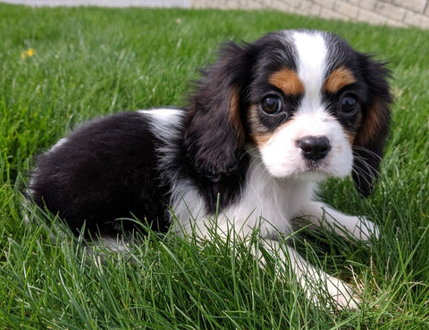 ACA Registered Cavalier King Charles Spaniel For Sale Millersburg OH Female - Calli