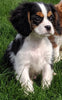 ACA Registered Cavalier King Charles Spaniel For Sale Millersburg OH Male-Toby