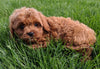 Cavapoo For Sale Millersburg OH Male Teddy