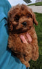 Cavapoo For Sale Millersburg OH Male Teddy