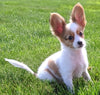 ICA Registered Papillon For Sale Millersburg OH-Male Benji