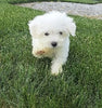 ACA Maltese For Sale Millersburg OH -Female Molly