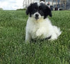 Shih-poo Puppy For Sale Millersburg OH -Female Sally
