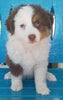Mini Australian Shepherd For Sale Fredericksburg OH-Female Ruby