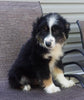 Mini Australian Shepherd For Sale Fredericksburg OH-Male Romeo