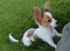 ICA Registered Papillon For Sale Millersburg OH-Male Benji