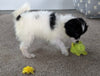 Shih-poo Puppy For Sale Millersburg OH -Female Sally